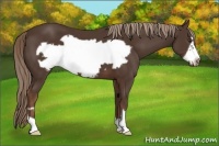 Horse Color:Liver Chestnut Frame 