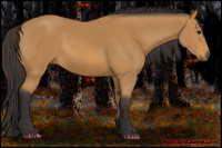 Horse Color:Buckskin 