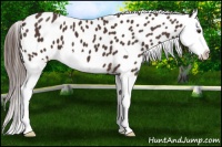 Horse Color:Liver Chestnut Splash Near Leopard 