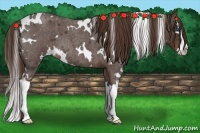 Horse Color:White Spotted Liver Red Roan Splash 