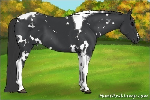 Horse Color:White Spotted Black Tobiano