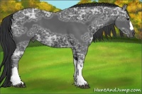 Horse Color:Black Ice 