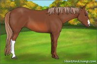 Horse Color:Liver Chestnut 