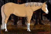 Horse Color:Palomino Splash 