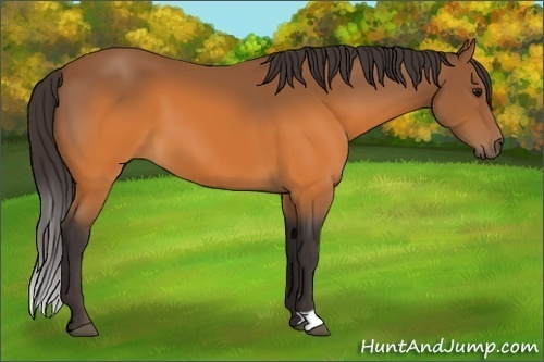 Horse Color: Buckskin 