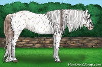Horse Color:Brown Dun Near Leopard 