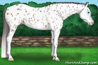Horse Color:Bay Splash Appaloosa