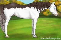 Horse Color:Liver Chestnut Splash 