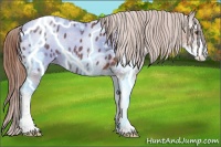 Horse Color:Chestnut Sabino Appaloosa 