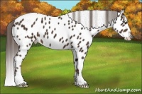 Horse Color:Liver Chestnut Appaloosa