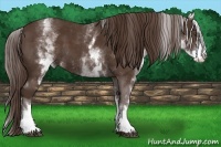Horse Color:White Spotted Liver Chestnut 