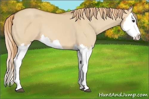 Horse Color: Unknown 