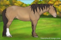 Horse Color:Sable Cream Champagne 