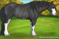 Horse Color:Black Sabino Rabicano 