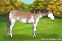 Horse Color:Bay Splash 