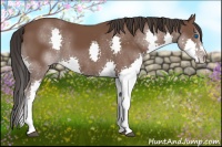 Horse Color:Bay Splash 