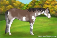 Horse Color:Bay Splash 