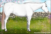 Horse Color:White Spotted Brown Dun Snowcap 