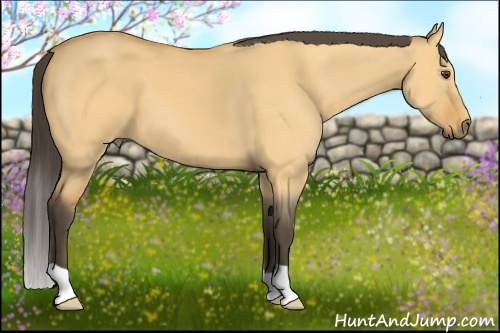 Horse Color: Buckskin Dun 