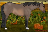 Horse Color:Brown Dun 