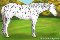 Horse Color:Brown Roan Splash Near Leopard 