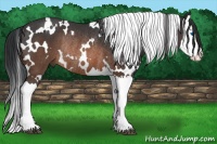 Horse Color:White Spotted Brown Splash Rabicano