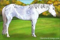 Horse Color:White Spotted Bay Roan Splash Appaloosa 