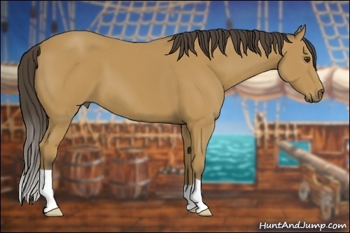 Horse Color: Buckskin 