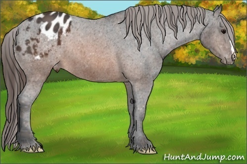 Horse Color: Brown Blanket  Brindle