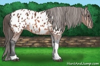 Horse Color:Bay Tobiano Near Leopard 