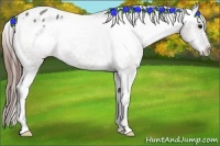 Horse Color:Grullo Blanket Rabicano 