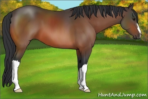 Horse Color: Bay 