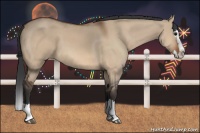 Horse Color:Bay Dun Sabino Splash 