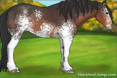 Horse Color: White Spotted Brown 