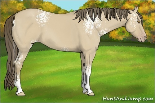 Horse Color: White Spotted Classic Cream Champagne Dun 