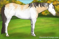 Horse Color:White Spotted Buckskin Dun 