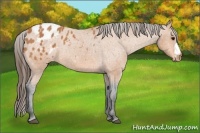 Horse Color:Bay Appaloosa Rabicano 