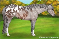 Horse Color:Brown Ice Appaloosa Rabicano 