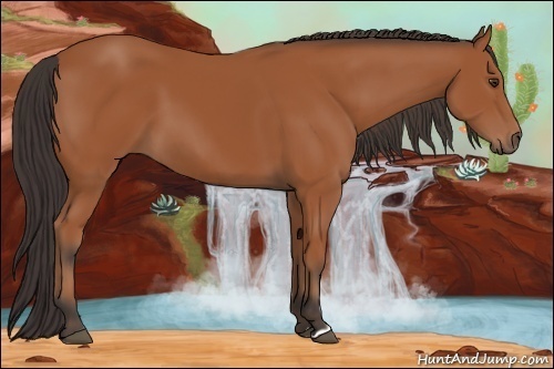 Horse Color: Bay 