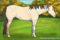 Horse Color:White Spotted Amber Cream Champagne Dun 