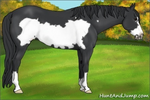 Horse Color: Black Frame 