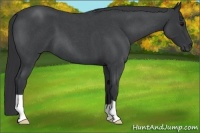 Horse Color:Blue Roan 