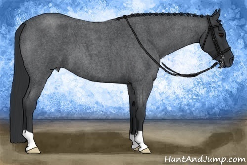 Horse Color: Blue Roan 