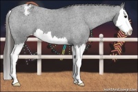 Horse Color:Blue Roan Splash Blanket 