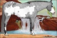 Horse Color:Blue Roan Frame Appaloosa 