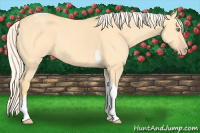 Horse Color:Gold Cream Champagne Dun Tobiano 