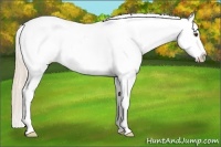 Horse Color:Palomino Appaloosa Rabicano