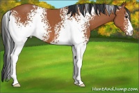 Horse Color:White Spotted Bay 