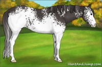 Horse Color:White Spotted Smoky Black Rabicano 