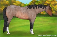 Horse Color:Bay Roan 